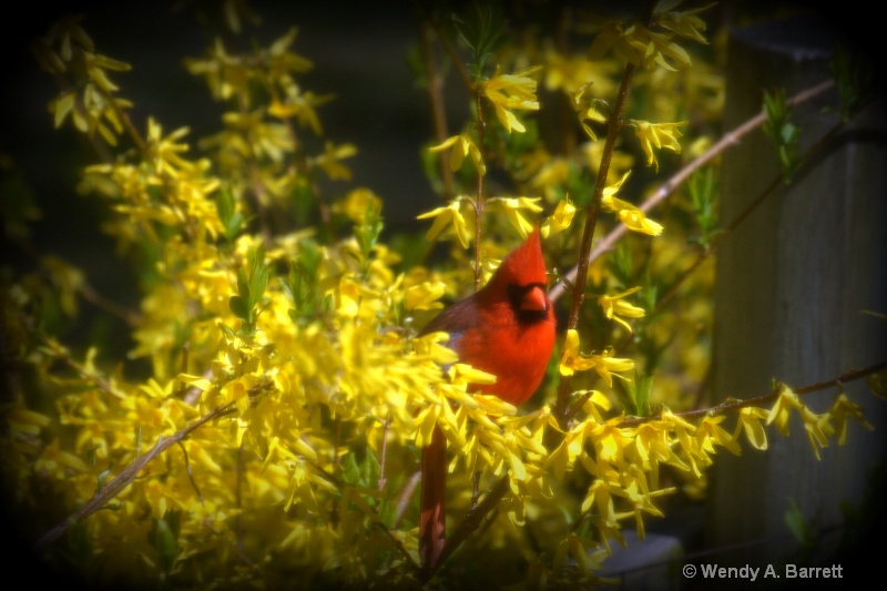 Bird of HOPE soft - ID: 12962581 © Wendy A. Barrett