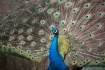 Peacock Display