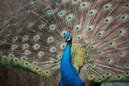 Peacock Display