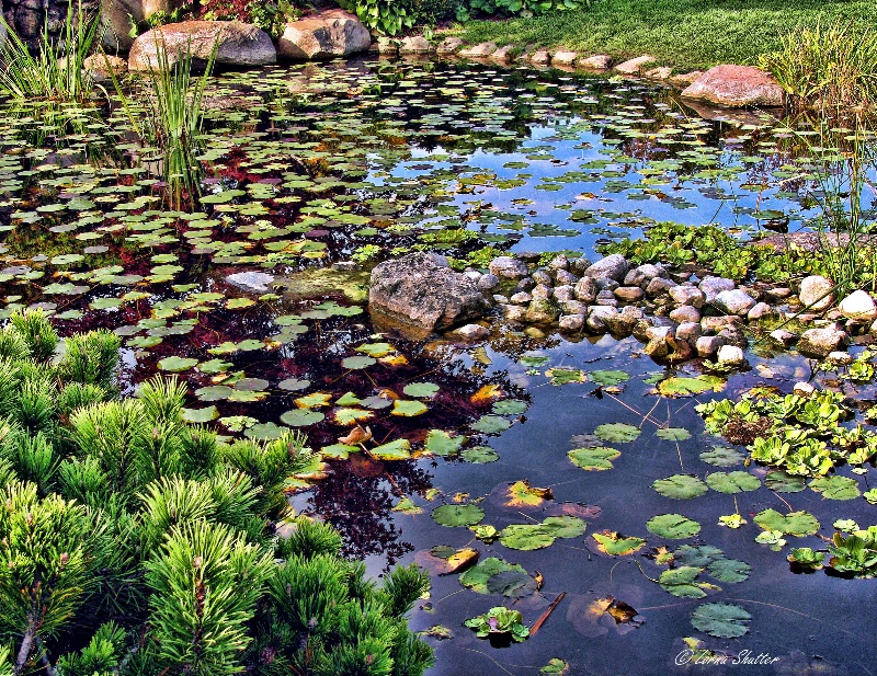 Rocks and Lily Pads