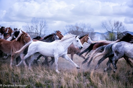 Running the Horses to Freedom
