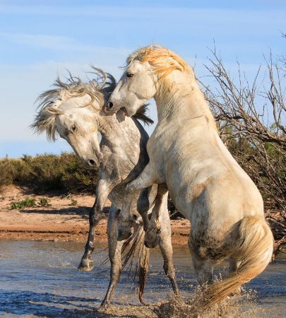 Frisky Stallions 