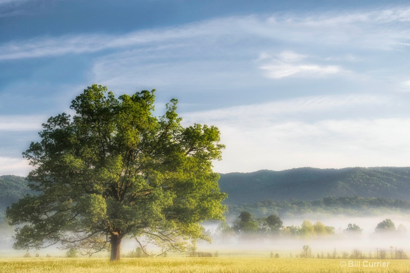 Old Oak in the Mist - Cades Cove - ID: 12963537 © Bill Currier