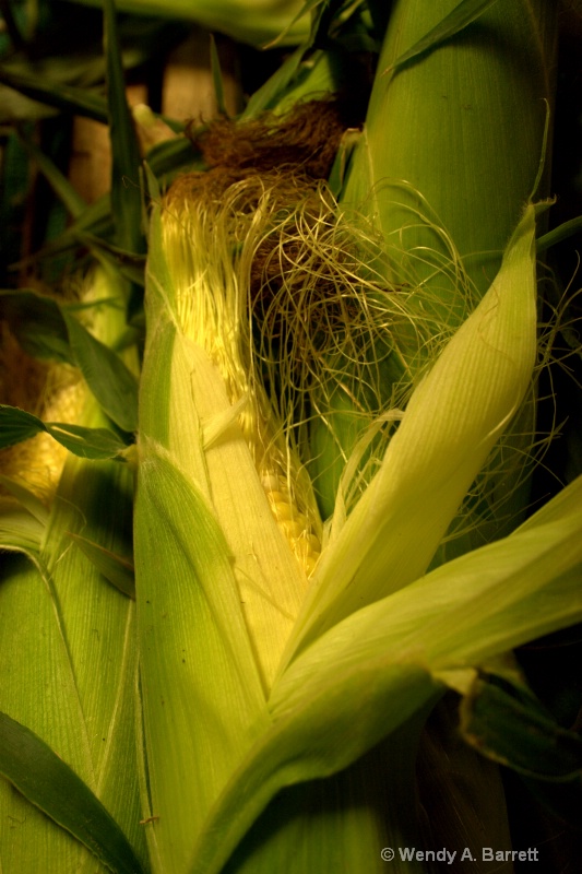 Corn silk - ID: 12964323 © Wendy A. Barrett