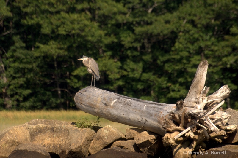 Heron on a tree - ID: 12964325 © Wendy A. Barrett