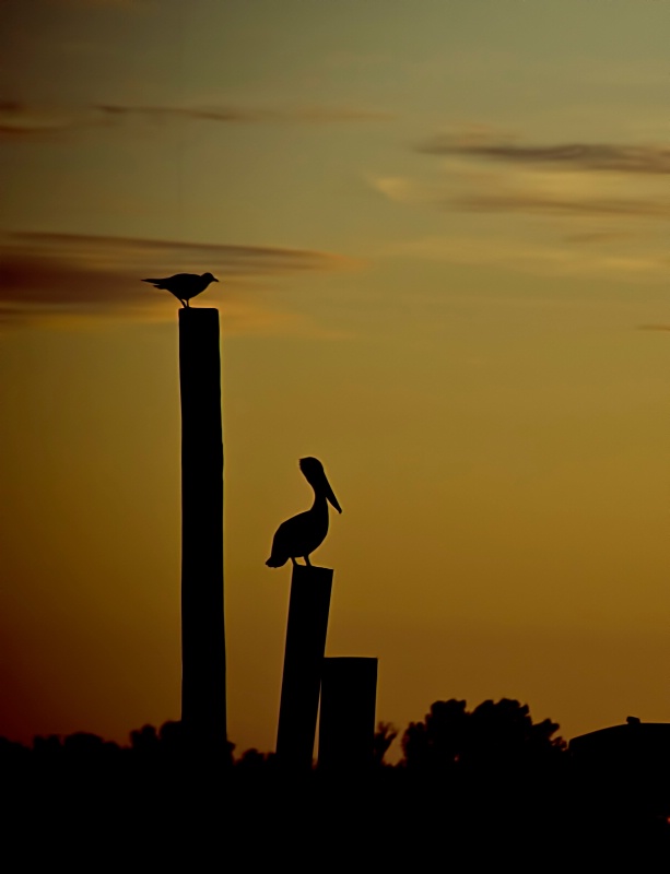 Bird Silhouettes