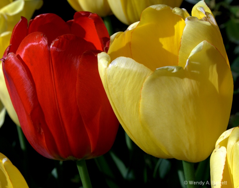 A tulip pair - ID: 12964608 © Wendy A. Barrett
