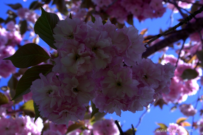 Spring pink - ID: 12964615 © Wendy A. Barrett