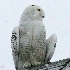 © Danny L. Klauss PhotoID # 12964666: 2007-01-28 snowy owl 520