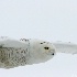 © Danny L. Klauss PhotoID # 12964667: 2007-01-28 snowy owl 636