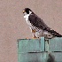 © Danny L. Klauss PhotoID # 12964764: 2006-05-04 pargren falcon 071