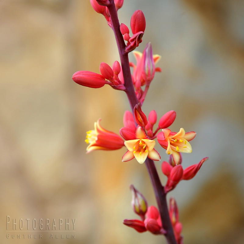 Hesperaloe - Western Aloe