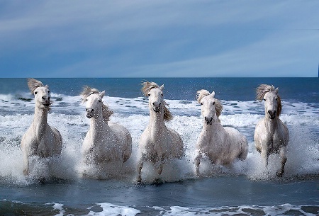 Horses of the Camargue 