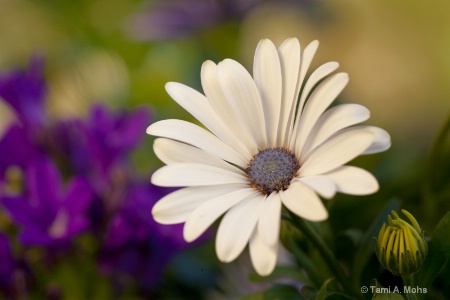 white with blue daisy
