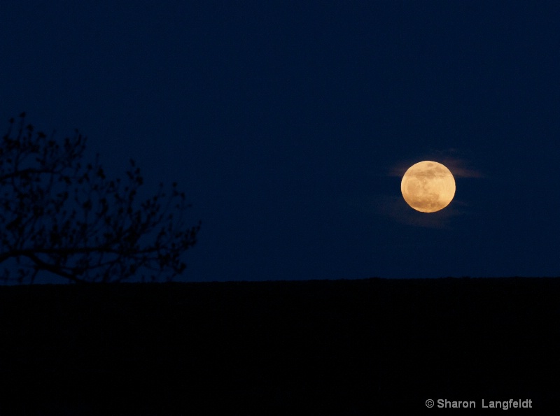 Super Moon in the Dark Sky - ID: 12965628 © Sharon L. Langfeldt