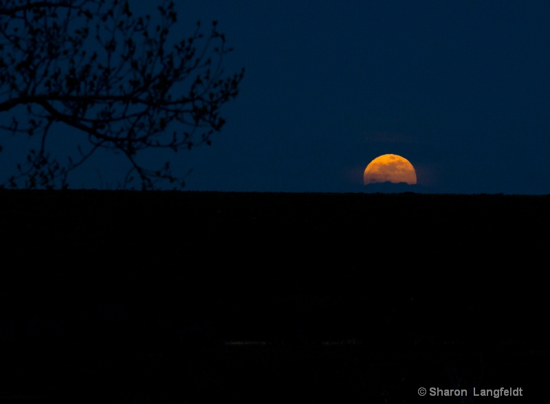 May 2012 Super Moon - Glorious! - ID: 12965629 © Sharon L. Langfeldt