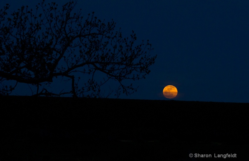 May 2012 Super Moon just above the horizon - ID: 12965632 © Sharon L. Langfeldt
