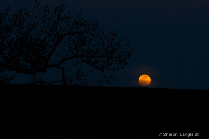 May 2012 Super Moon just escaping the horizon - ID: 12965633 © Sharon L. Langfeldt