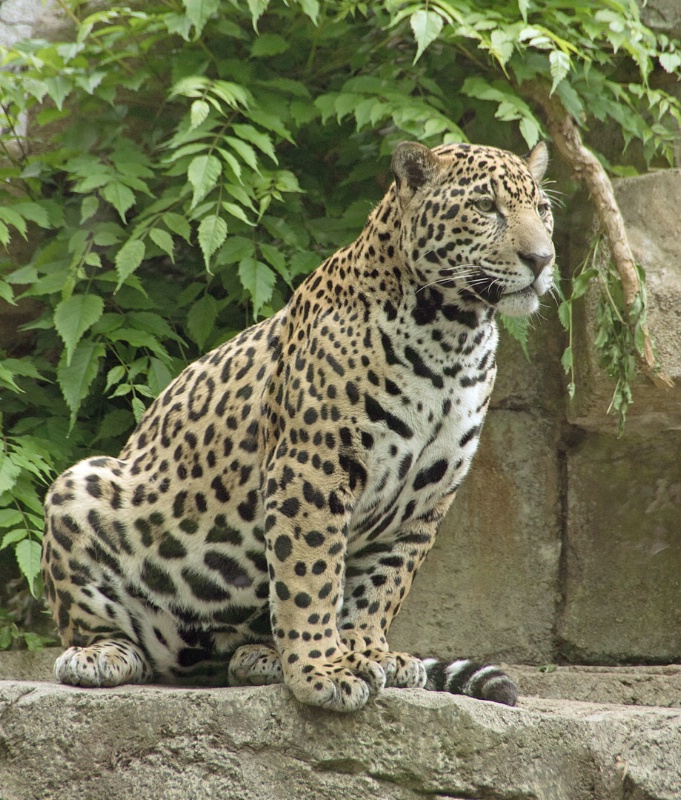 Leopard cub