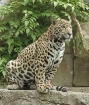 Leopard cub