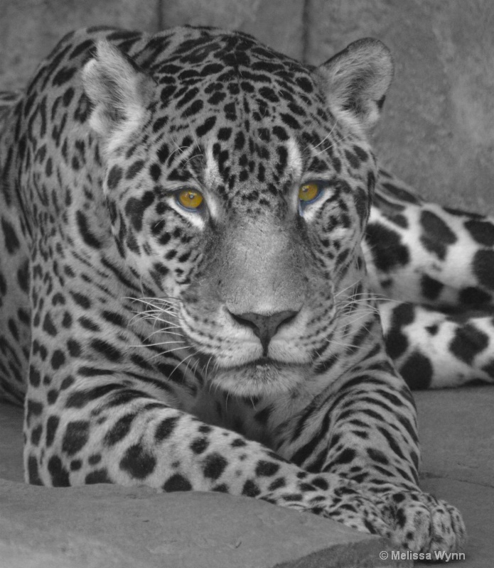 Jaguar Eyes