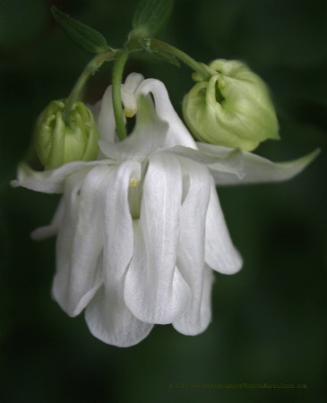 White Columbine