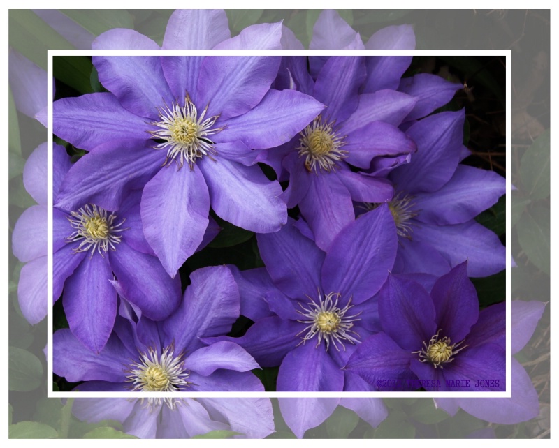 My Clematis with Mat - ID: 12966532 © Theresa Marie Jones