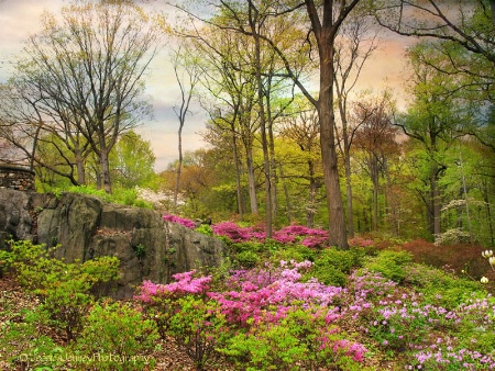 The Azalea Garden