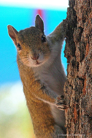 Just a squirrel