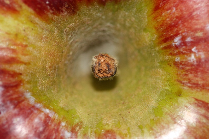 Belly Button of Apple