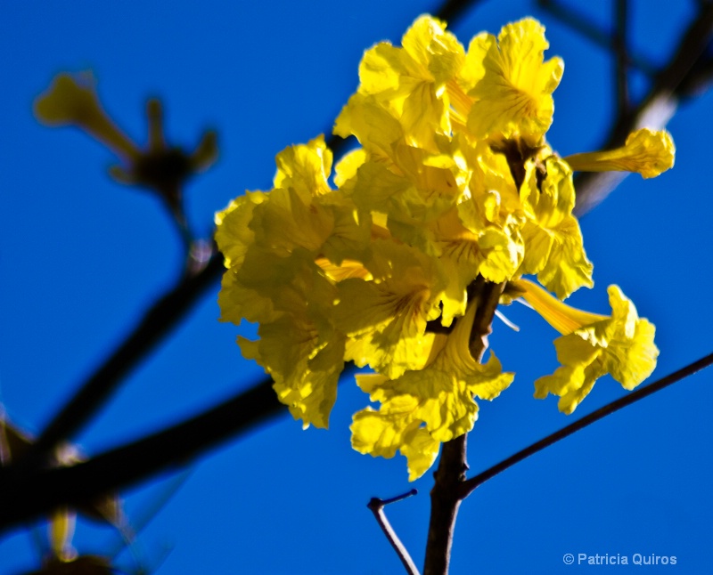 Yellow against blue