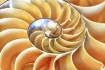 Inside the Shell