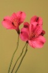 Summer Blossoms