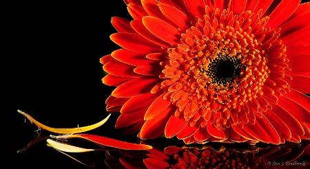 Gerbera