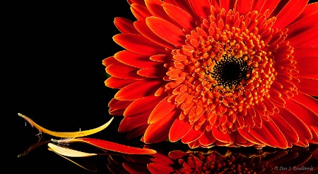 Gerbera