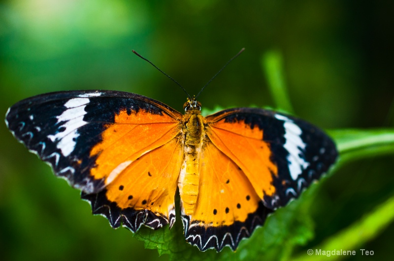 Butterfly Park @ Penang, Malaysia 