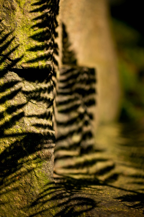 Fern Shadow