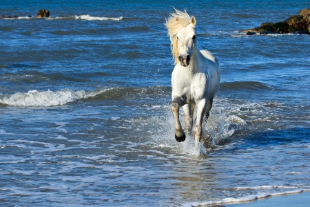 Ocean Equine