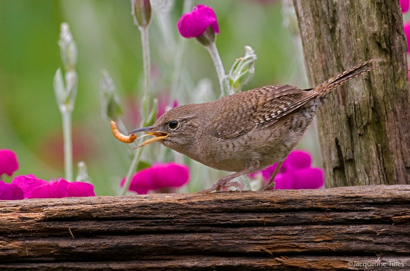 A TASTY TOSS - ID: 12970700 © Jacqueline A. Tilles