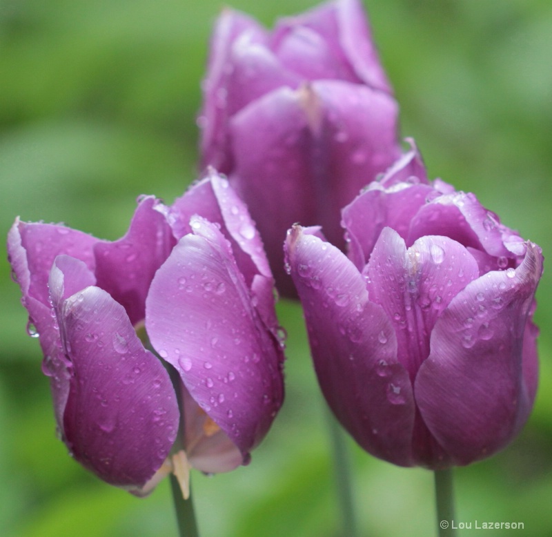 Raindrops on Tulip Triangle