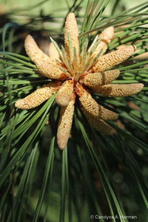 Pine Tree@in evening light.