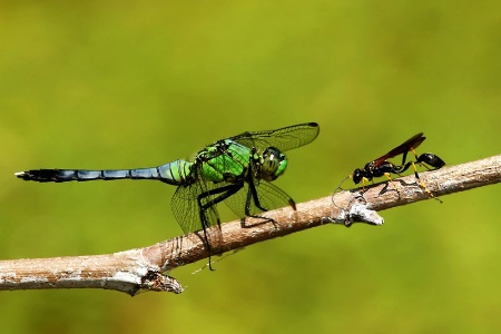 The Stand-off