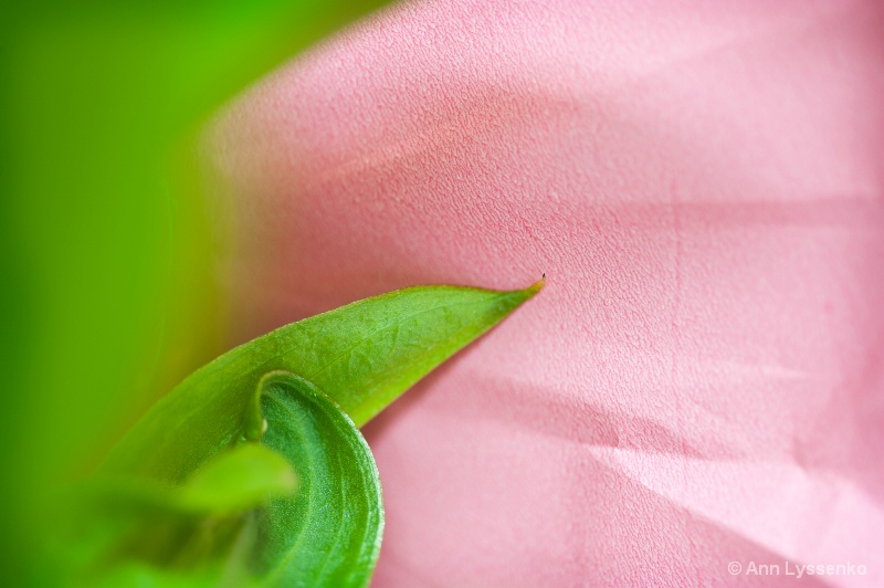 Green Curly Leaf...Pink Paper