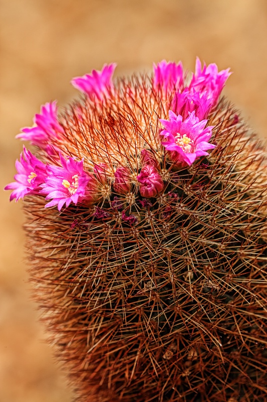 Cactus Flowers