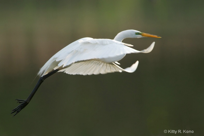 Egret in the Air