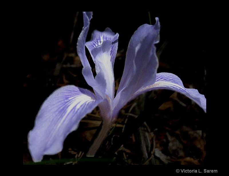 Iris - Henry Coe State Park