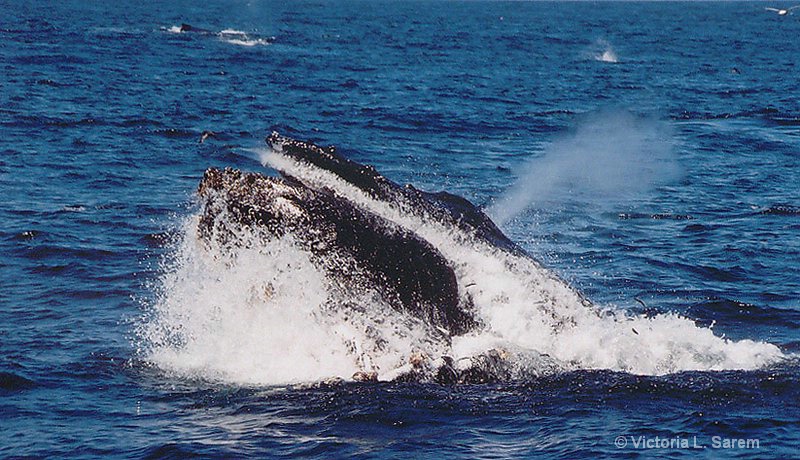 Whale Breaching off coast of California