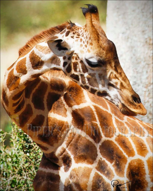 Young Rothschild Giraffe