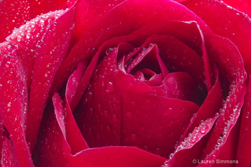 Raindrops  on Roses