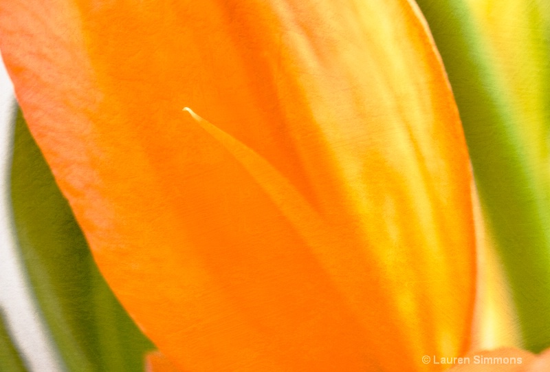 Spring Lily